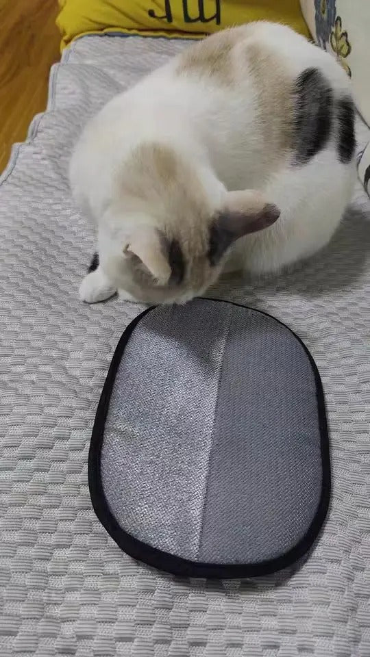 Cat sniffing the glove on the bed