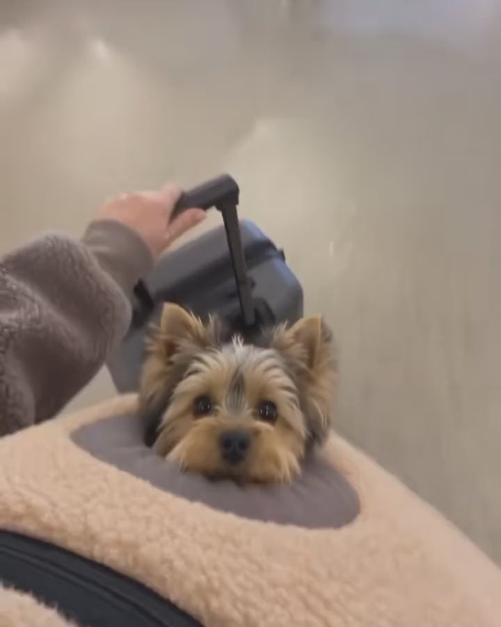 Sherpa dog carrier hoodie in action